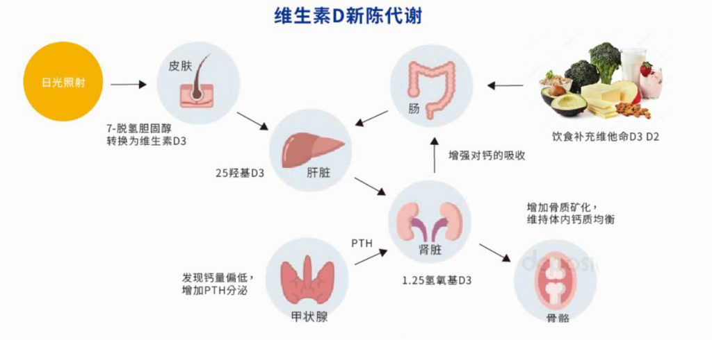 維生素 D 新陳代謝過程