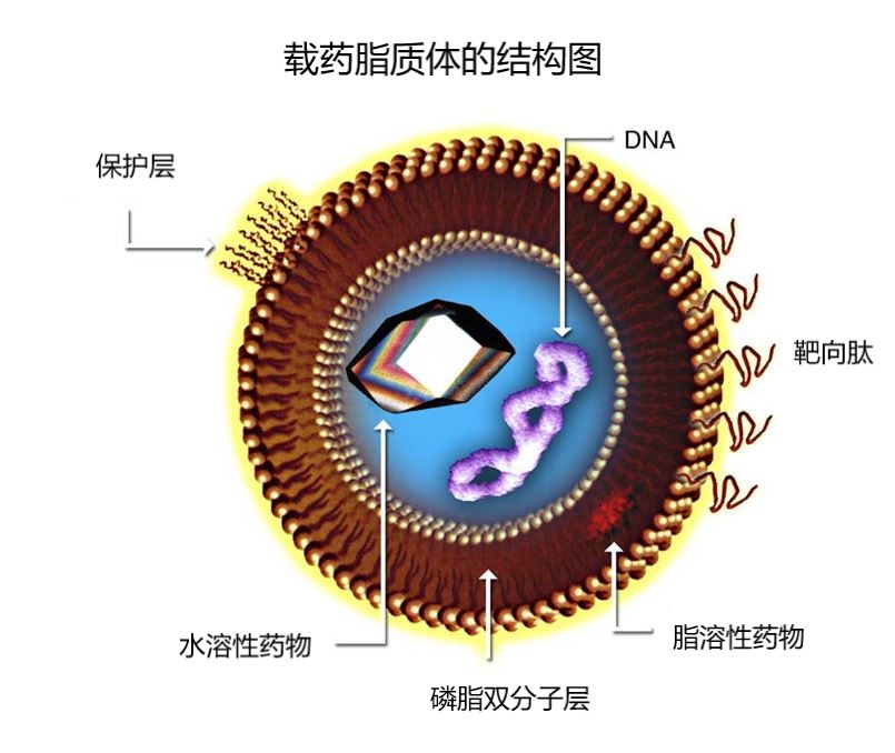 流池法與脂質(zhì)體結(jié)構(gòu)