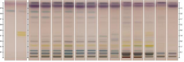 夾竹桃薄層色譜結(jié)果圖譜